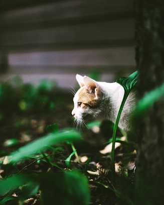 Unleashing Feline Instincts: How Cat Caves Foster Exploration and Hunting Behavior