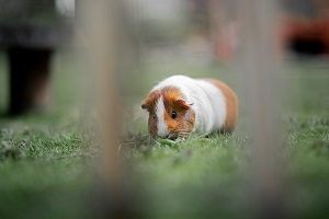 Creating a Comfortable Hamster Cage: A Step-by-Step Guide