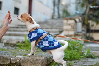 How to Use a Dog Puzzle Feeder: A Comprehensive Guide