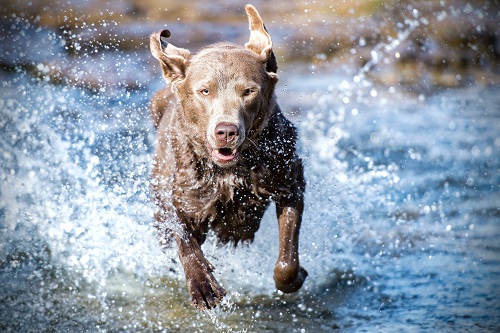 The Practicality of Dog Boat Ramps in Swift Current Environments