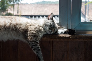 Does the cat kicker toy give cats an ear massage?